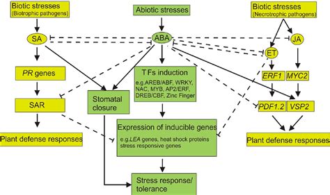 Role of WRKY Transcription Factors in Arabidopsis Development and ...