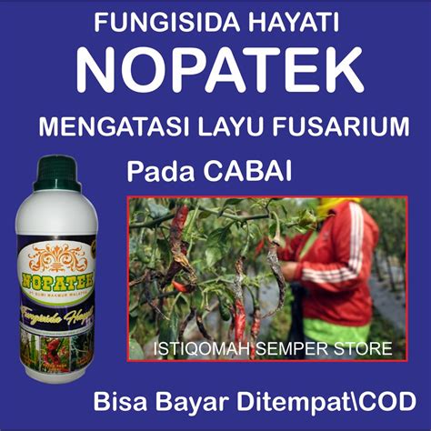 Jual Fungisida Hayati Obat Hama NOPATEK Mengatasi LAYU FUSARIUM Pada