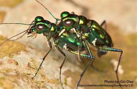 Tiger Beetle Description Habitat Image Diet And Interesting Facts