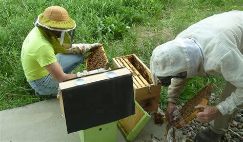 Beehive Mystery | Good Natured