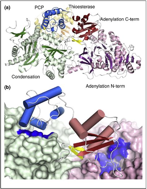 Figure 1 From Structural Insight Into The Necessary Conformational