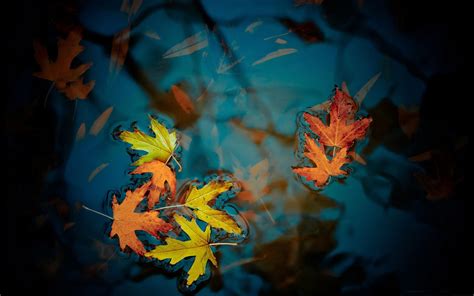 Autumn Leaves Wallpaper Mac