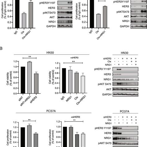 Axl Leads To Cetuximab Resistance And Increased Her Activity A Hn