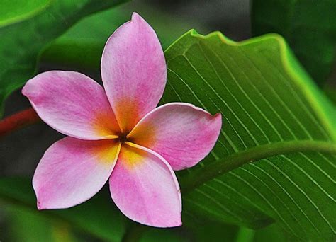 Pink Flowers With Five Petals