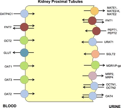 Effect Of Disease Pathologies On Transporter Expression And Function