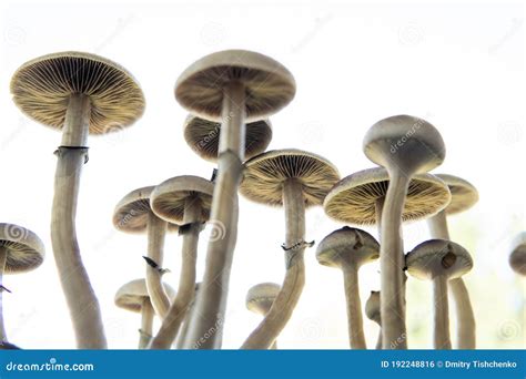 Psilocybin Cubensis Mushroom Growing Albino A Strain Medical Research