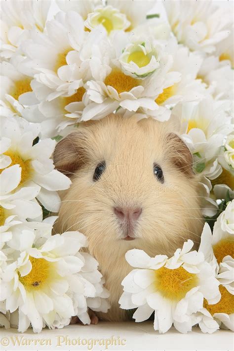 Cute baby yellow Guinea pig among daisy flowers photo WP38975