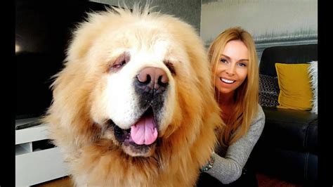 Tibetan Mastiff Price in India - (All Expenses Included) - Petsyfy