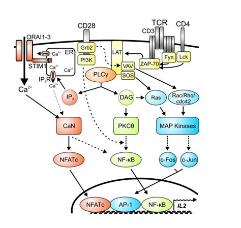 Tcr Signaling Pathway