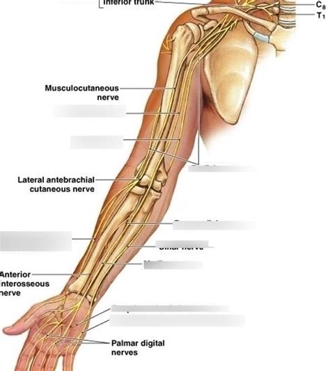 Arm Nerves Diagram Quizlet