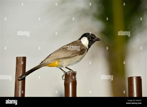 White Eared Bulbul Pycnonotus Leucotis Stock Photo Alamy