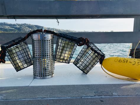 Cage Design For Sea Surface Ex Image Eurekalert Science News Releases