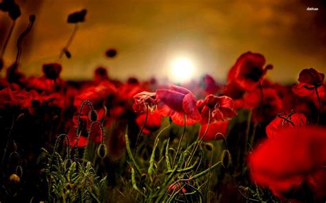 Poppy Flower Wallpaper (63+ images)