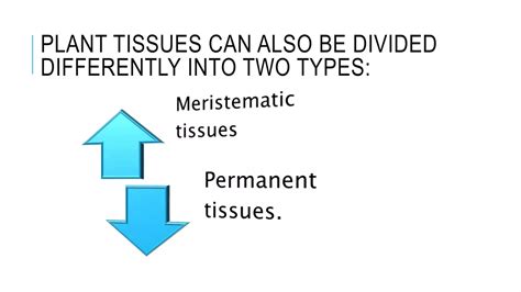 Cell Tissue And Organs Presentation Ppt