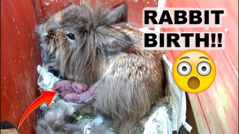 Lionhead Rabbit Gives Birth Unexpectedly Amazing Youtube