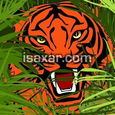 tiger hunting in jungle | isaxar.com