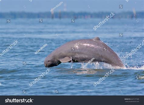 248 Irrawaddy dolphin Images, Stock Photos & Vectors | Shutterstock