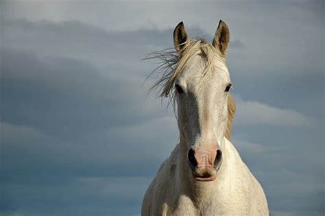 Horse Front View Pictures Stock Photos, Pictures & Royalty-Free Images ...