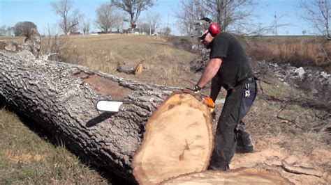 How To Cut An Oak Tree With A 36 Inch Stihl Chain Saw Youtube