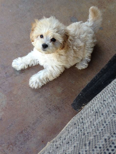 Adorable White Puppy