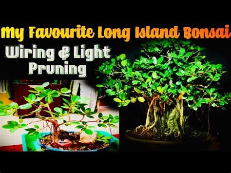 Long Island Bonsai Ki Wiring Aur Light Purani Ki Ficus Long Island