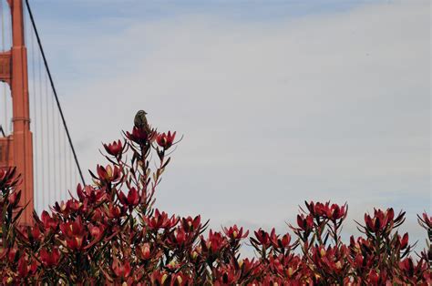 Bird Blooms And Bridge Free Stock Photo Public Domain Pictures