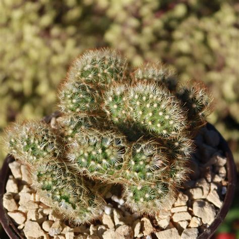 Shop Brain Cactus Mammillaria Elongata Cristata At Planet Desert