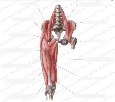 Hip Muscles Diagram Quizlet