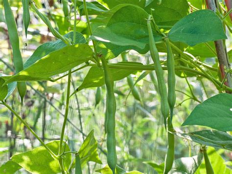 Green Bean Plant: Care and Growing Guide