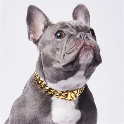 Cuban Link Gold Chain Dog Collar | Heavy Duty Dog Chains – SPARK PAWS