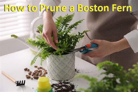 Prune A Boston Fern With Top Tips For Pruning Evergreen Ferns