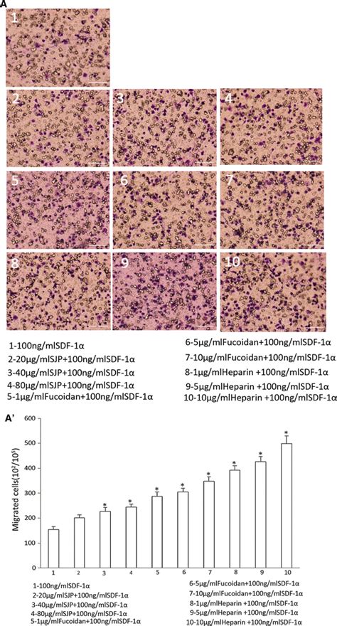 Interaction Of Sjp Fucoidan Or Heparin With The Sdf Cxcr Axis