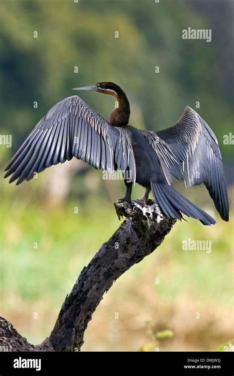 African Darter Anhinga Melanogaster Drying Its Wings In The Sun On