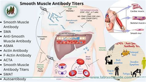 Smooth Muscle Antibody Titers | Lab Tests Guide