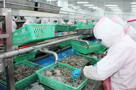 Inside Thai Union S Shrimp Processing Plant IntraFish