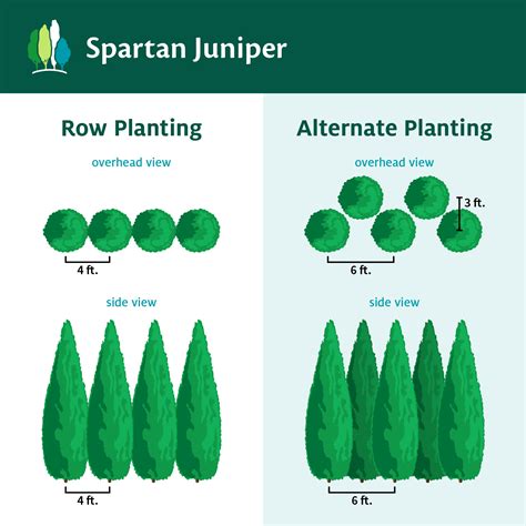 Spartan Junipers For Sale