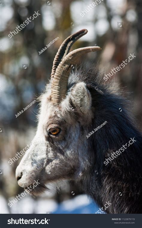 Female Dark Thinhorn Sheep Ovis Dalli Stock Photo 1122879119 Shutterstock