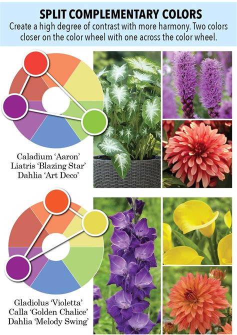 Garden Color 101 Colorful Garden Purple Flowers Garden Longfield