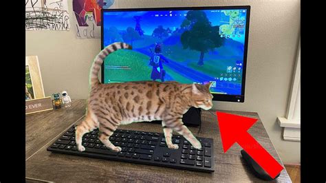 When Your Cat Walks Across Your Keyboard Youtube