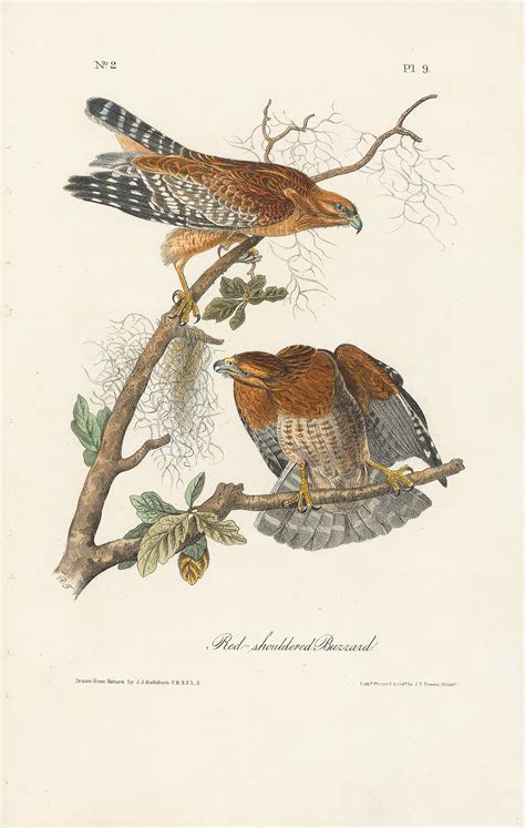 Audubon St Ed Octavo Pl Red Shouldered Buzzard St Edition