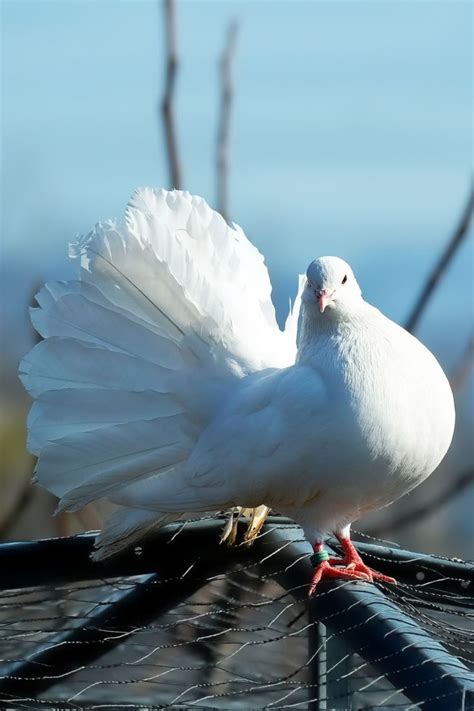 Beautiful White Dove Bird White Doves Pet Birds Bird