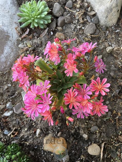 Lewisia Lewisia Cotyledon Regenbogen