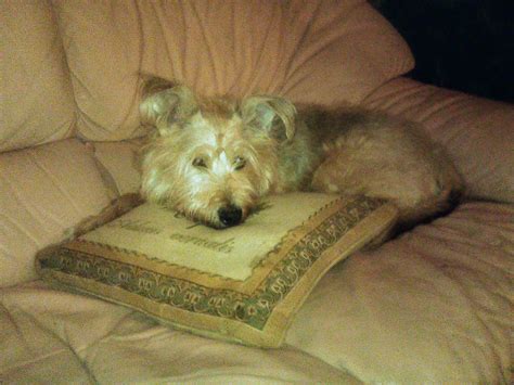 Old Dog Coughing & Heavy Breathing: Is It a Sign of Heart Issues? | Petco