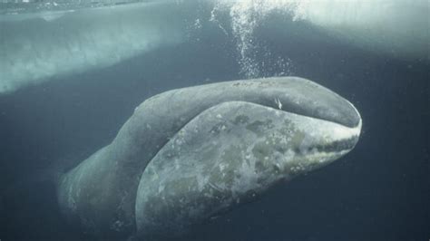 Top 4 Fun Bowhead Whale Facts - Zoological World