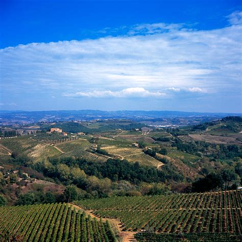 San Gimignano Vineyard | Brent Osborne Photography