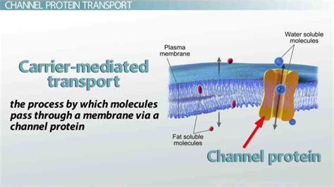 glycolipids both sharing common feature of de Glycoprotein Function In Cell Membrane abr the ...