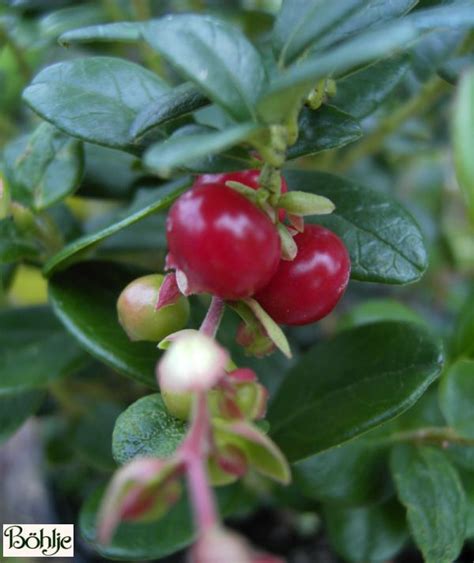 Vaccinium Vitis Idaea Koralle Red Pearl Heidekrautgew Chs