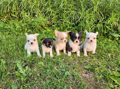 Puppy Nursery — Turning Leaf Chihuahuas