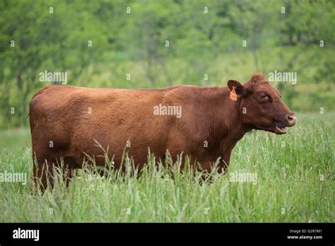 Red Devon Cattle At Lakota Ranch An Organic And Grass Fed Beef