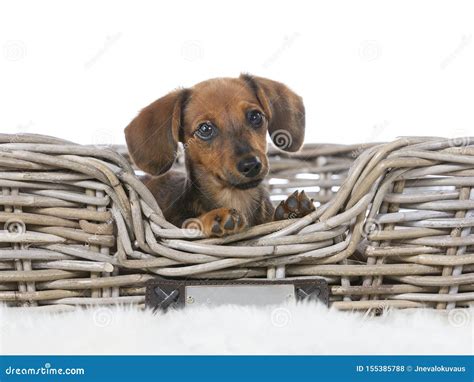 Funny Looking Puppy Wiener Dog Isolated On White Stock Photo Image